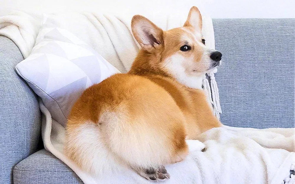 Welsh Corgi