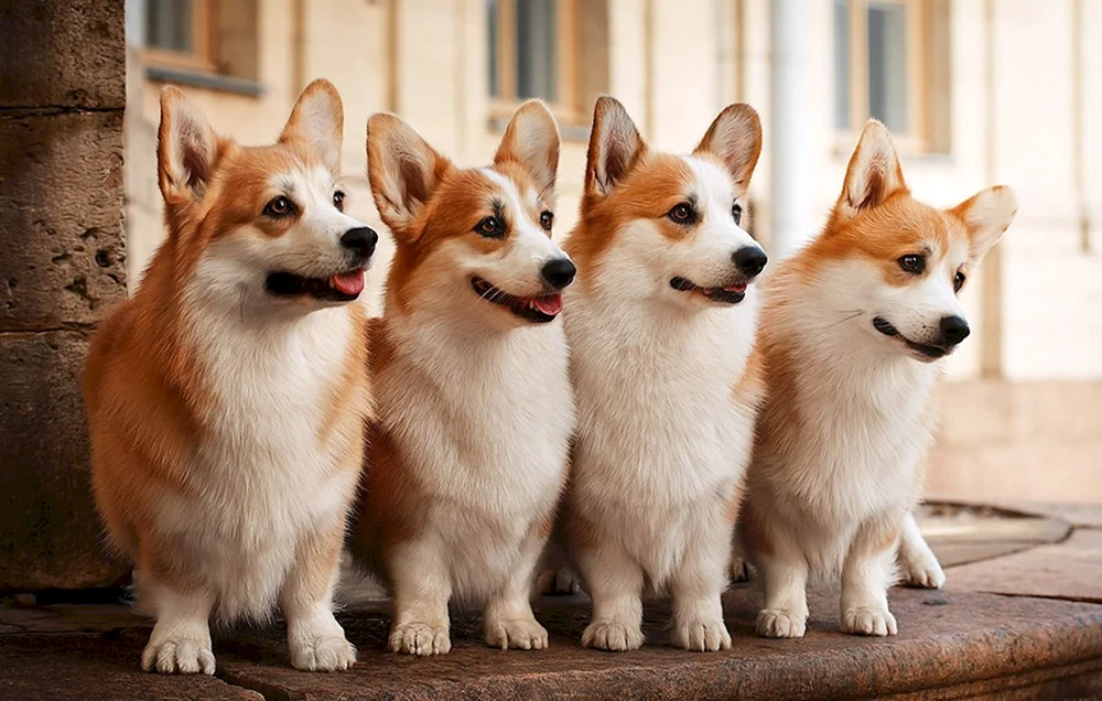 Welsh Corgi