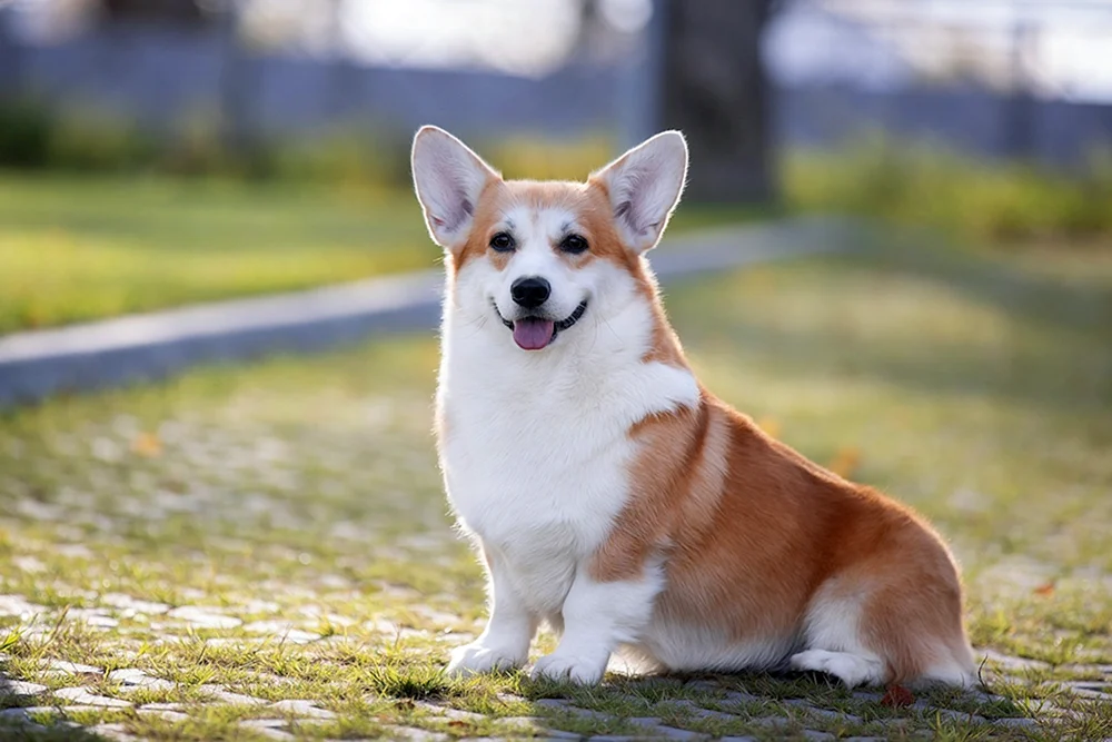 Welsh Collie