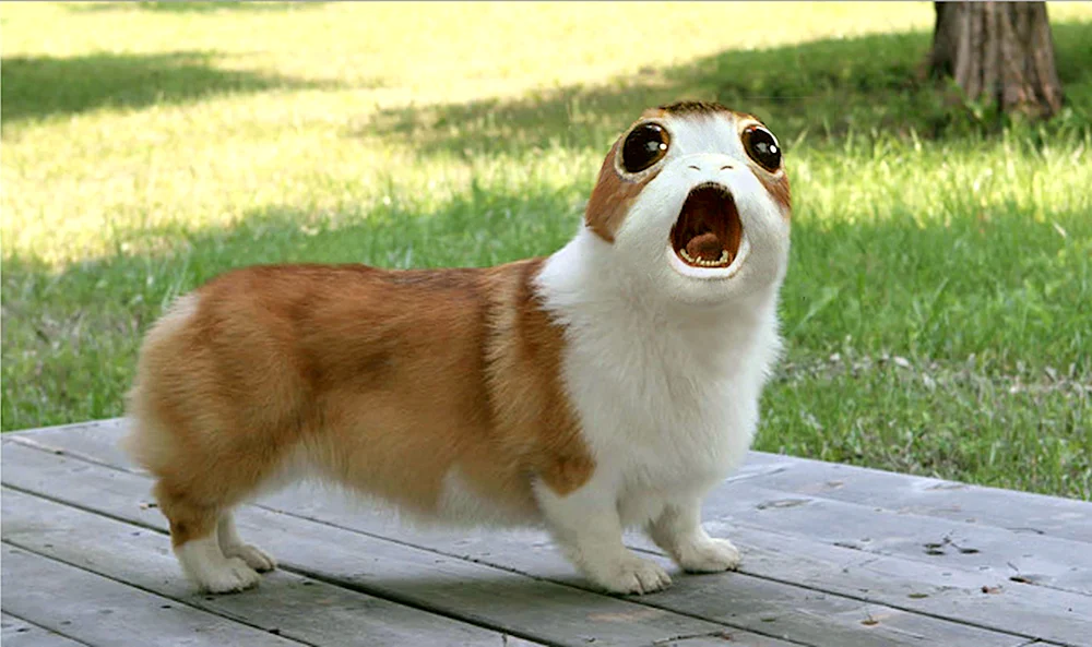 Welsh Corgi Pembroke