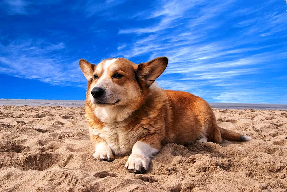 Welsh Dog. Corgi