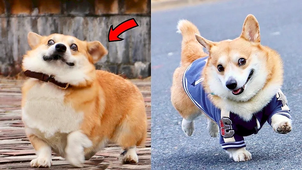 Corgi