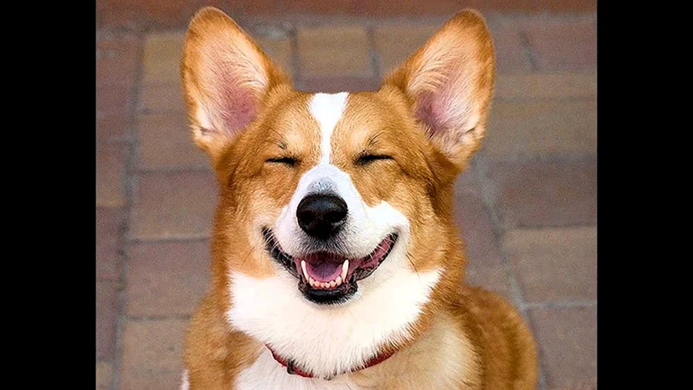 Welsh- Corgi