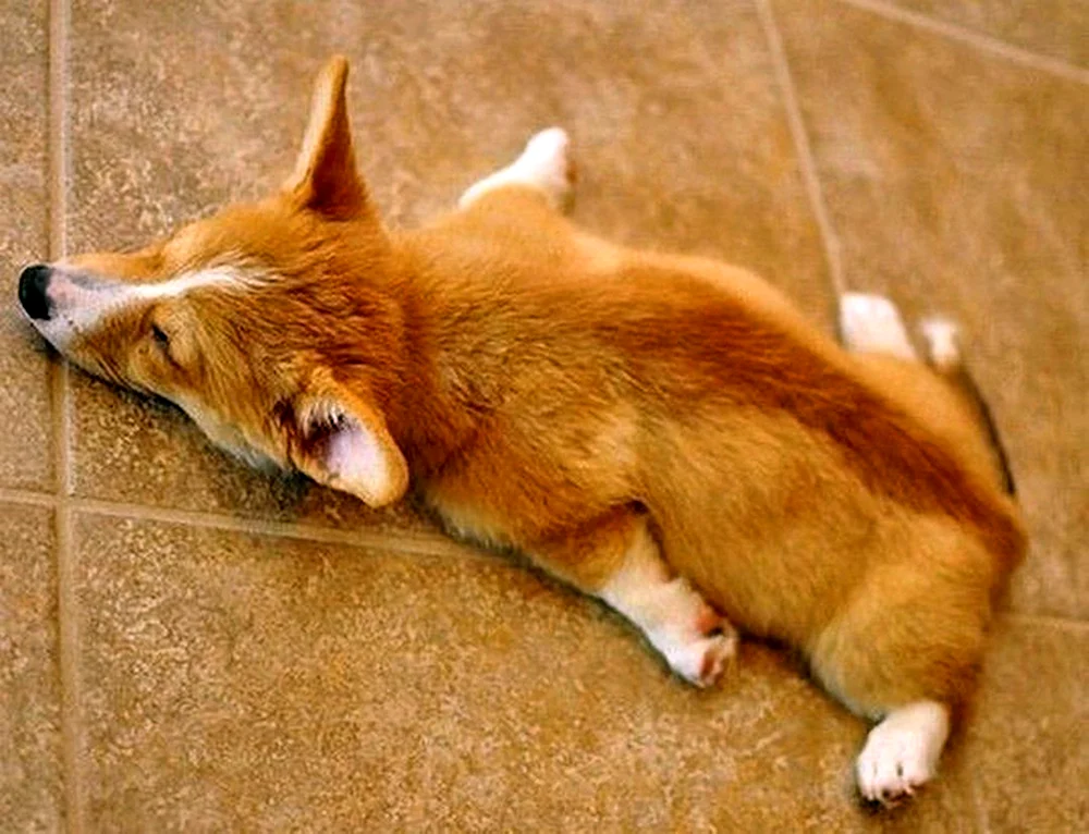 Welsh Corgi