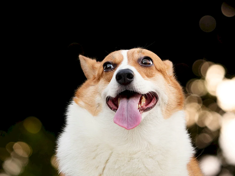 Welsh Corgi