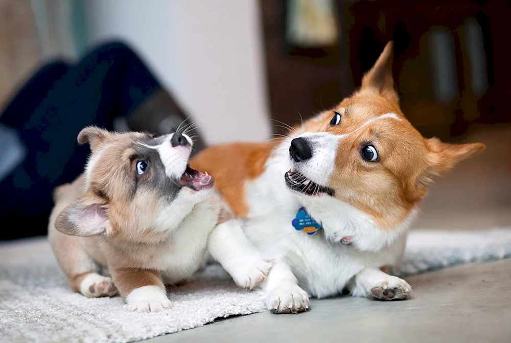 Welsh Corgi