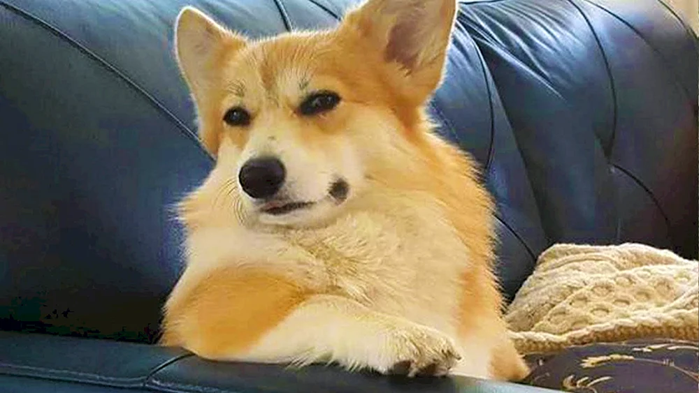 Corgi