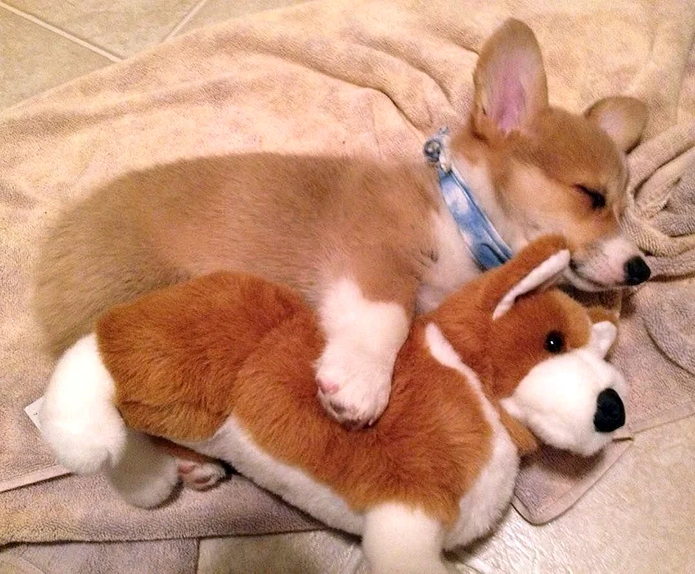 Welsh Corgi