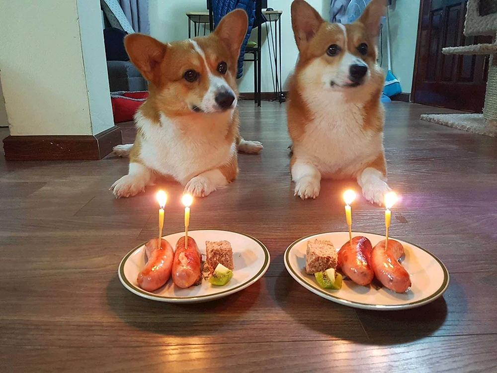 Welsh Corgi