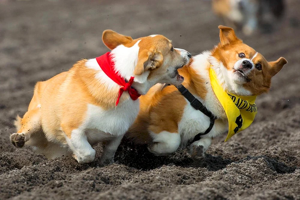 Welsh Corgi