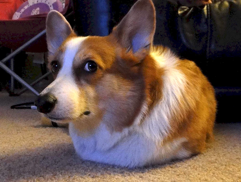 Welsh Corgis sind lustig. Pembroke Corgi