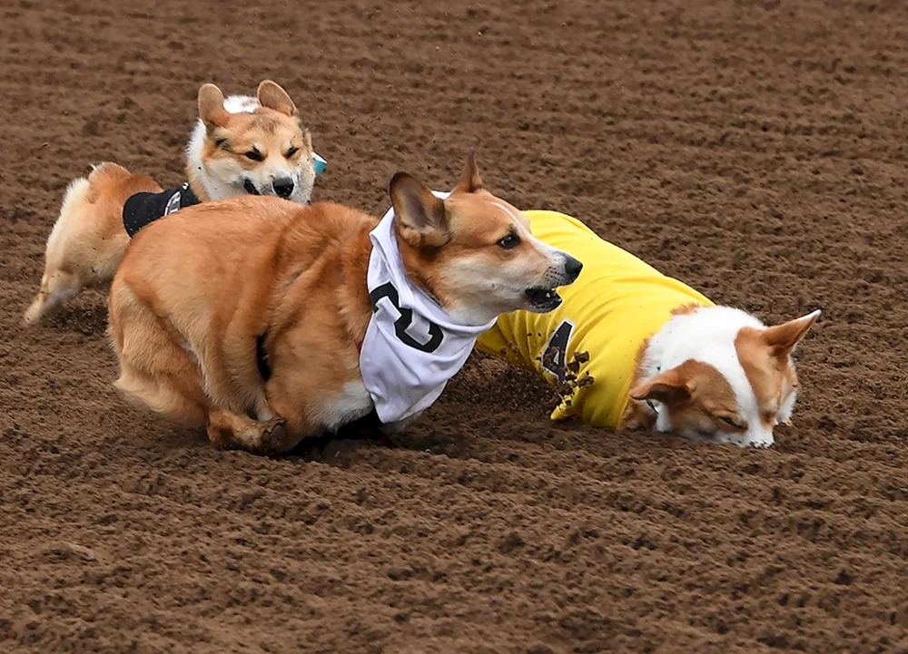 Welsh Corgi