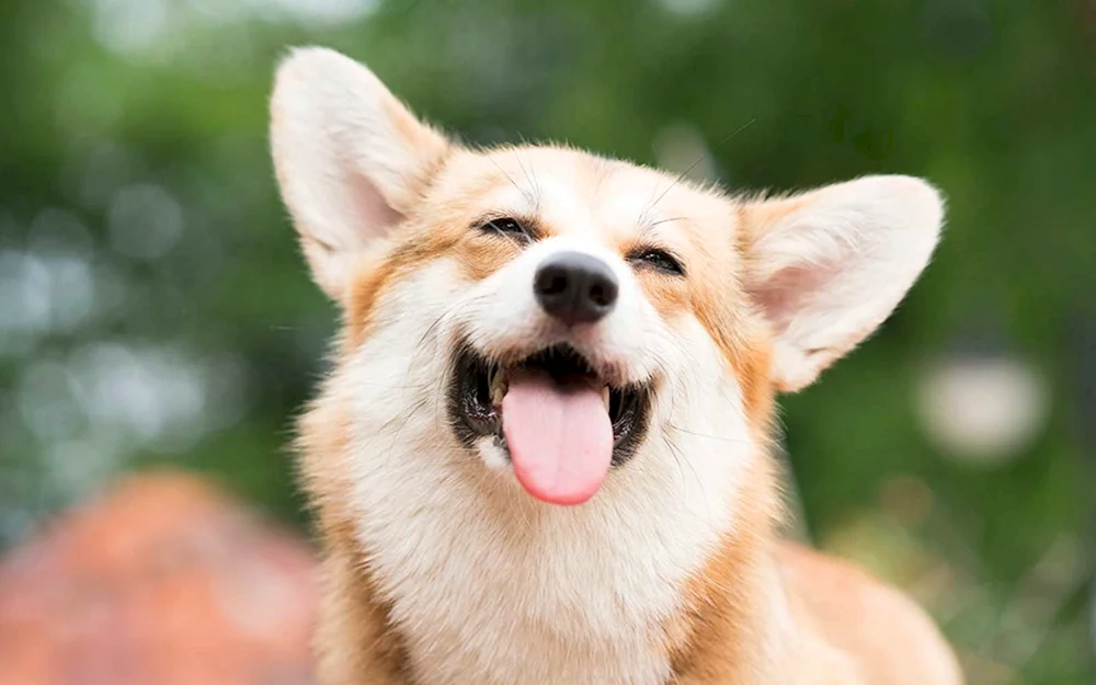 Welsh Corgi