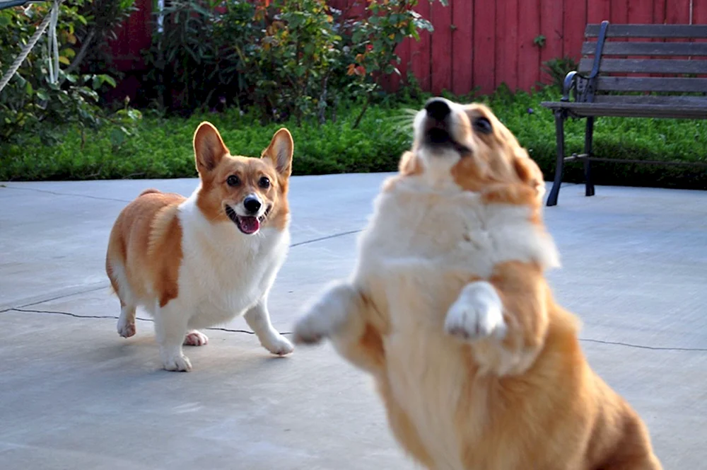 2 Corgi