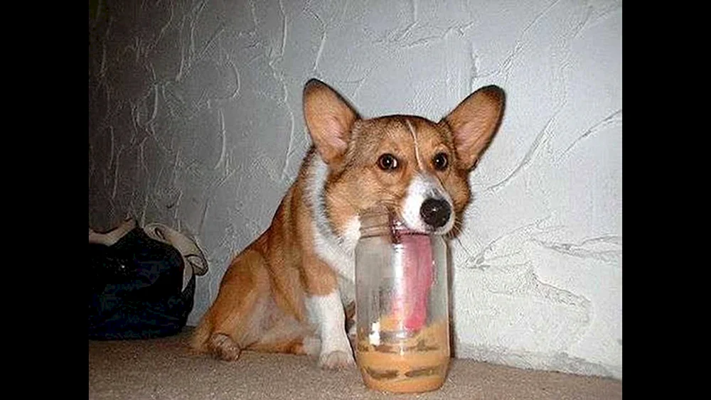 Welsh Corgi Corgi