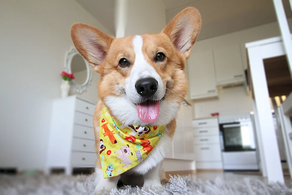 Welsh Corgi Pembroke