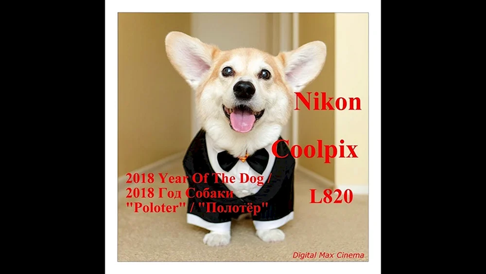 Welsh Corgi
