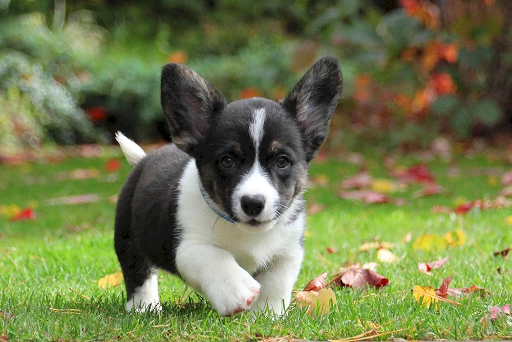 Welsh Corgi