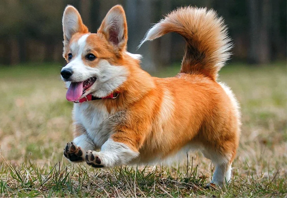 Siba Inu
