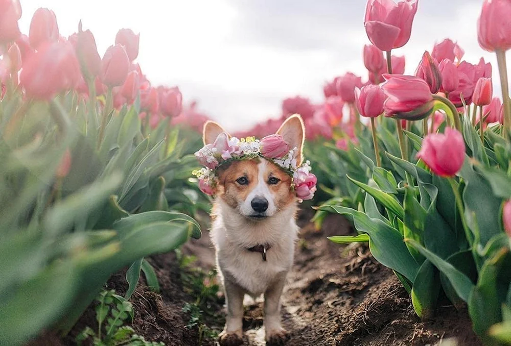 Sommercorgi
