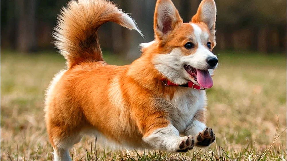 Welsh Corgi Strickjacke