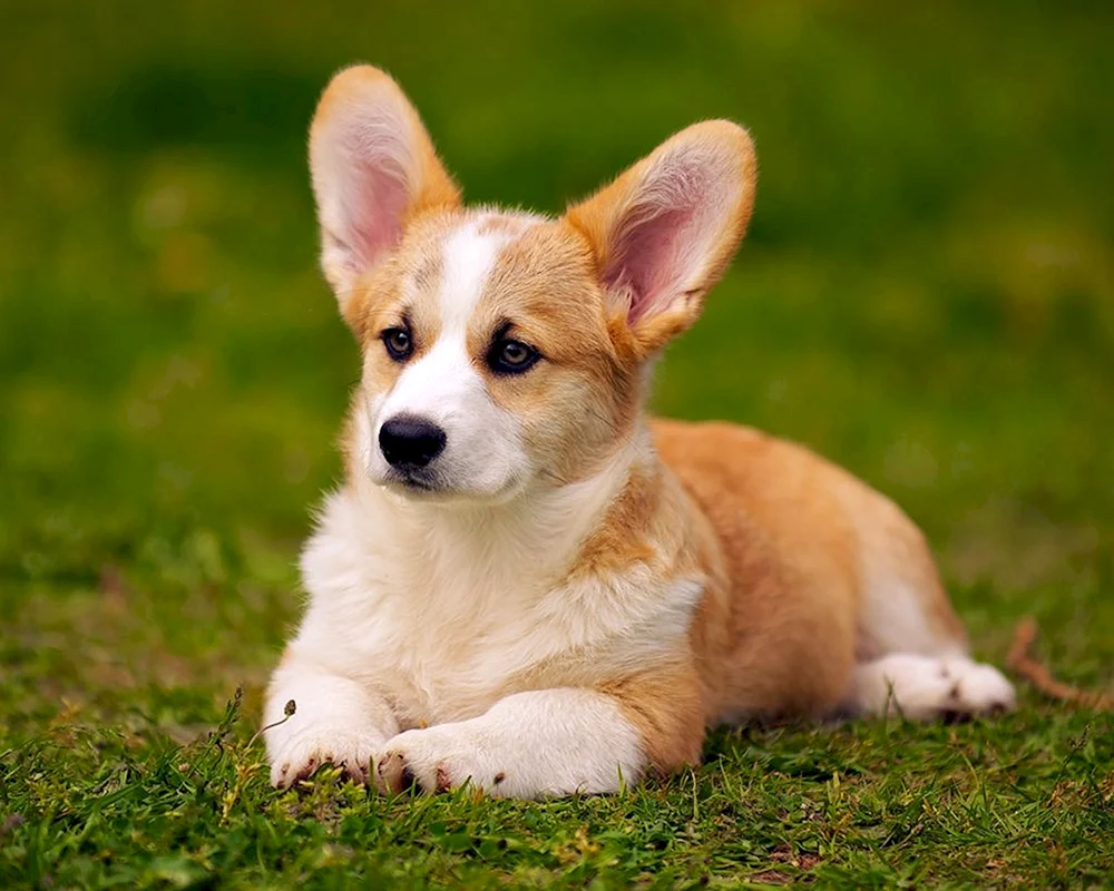 Chinesischer Schopfhund kahl