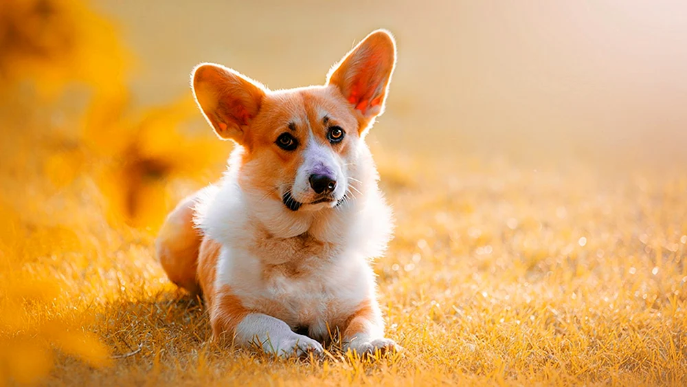 Welsh Labrador. Corgi