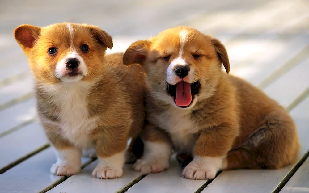 Welsh Corgi Pembroke