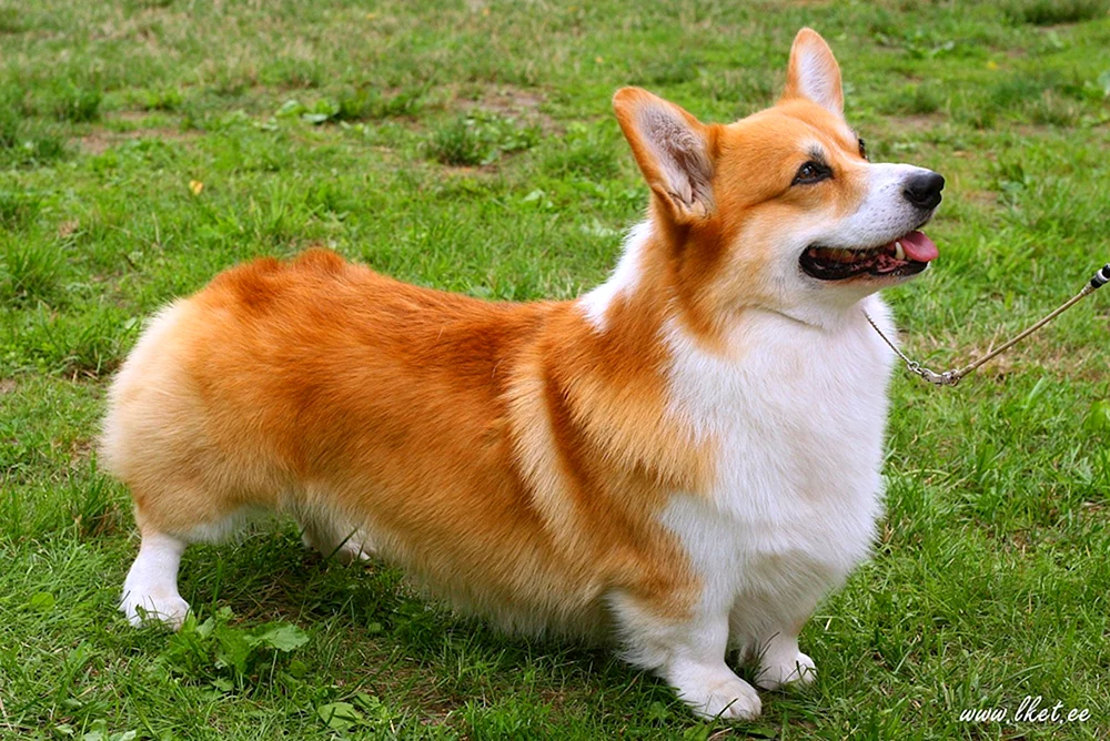 Welsh Corgi Pembroke