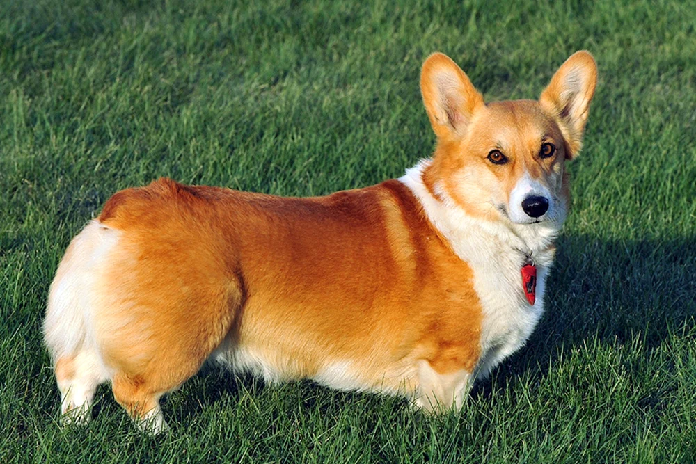 Corgi-Mischling