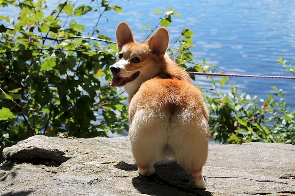 Welsh Corgi Pembroke