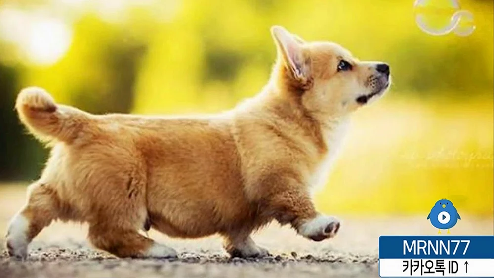 Welsh Corgi Pembroke. Pembroke Corgi