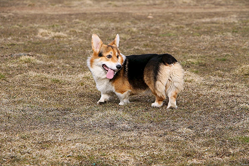Welsh Corgi Pembroke