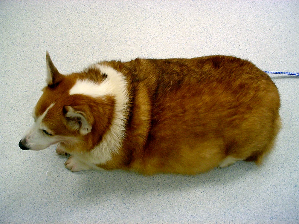 Welsh Corgi Dutt. Pembroke Corgi