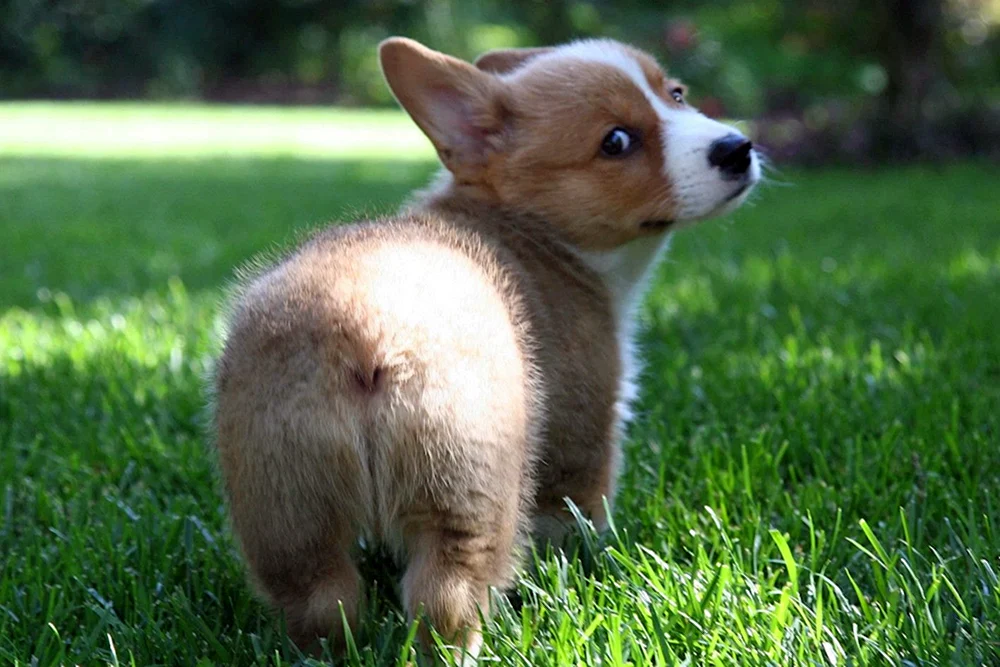 Welsh Corgi Pembroke