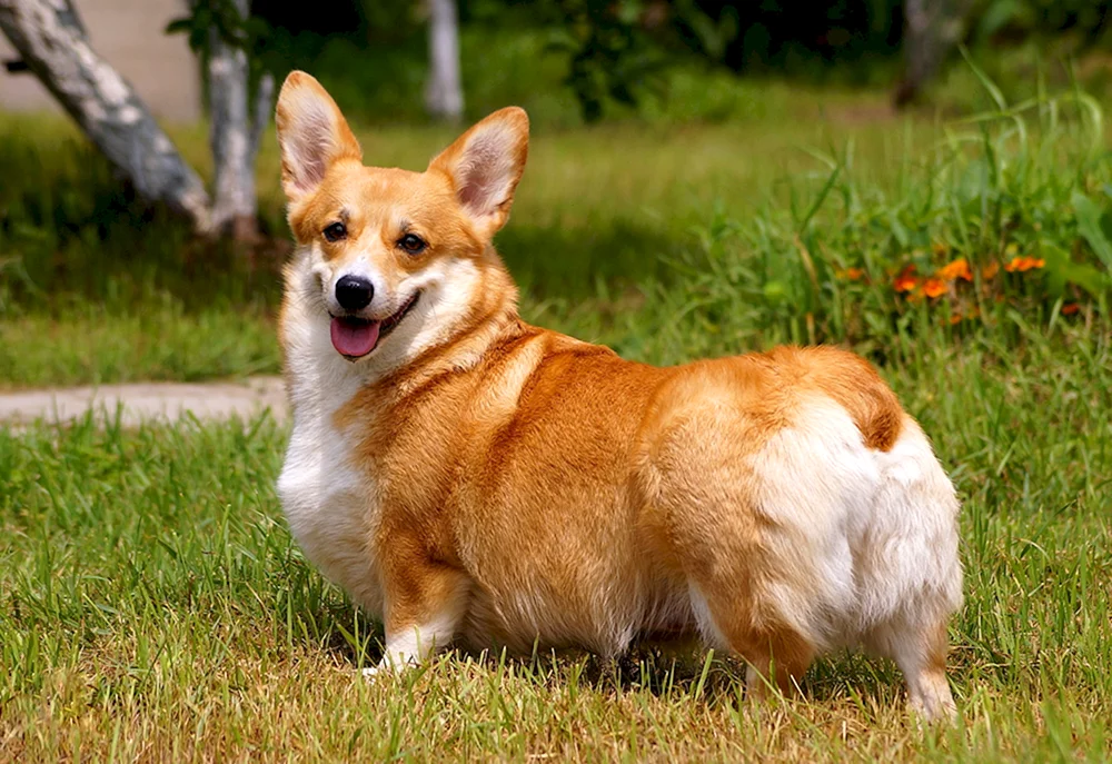 Welsh Corgi Pembroke