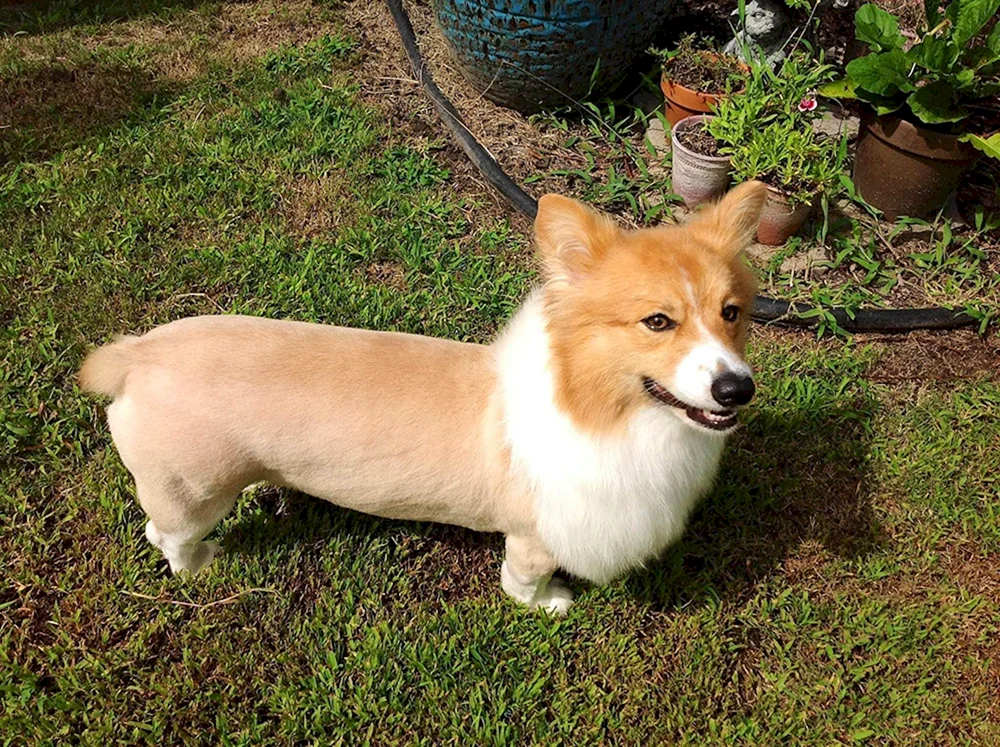 Welsh Corgi Pembroke flauschig