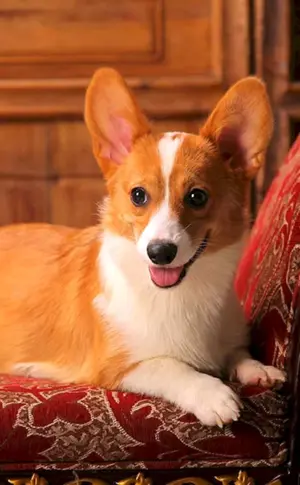 Welsh Corgi Pembroke