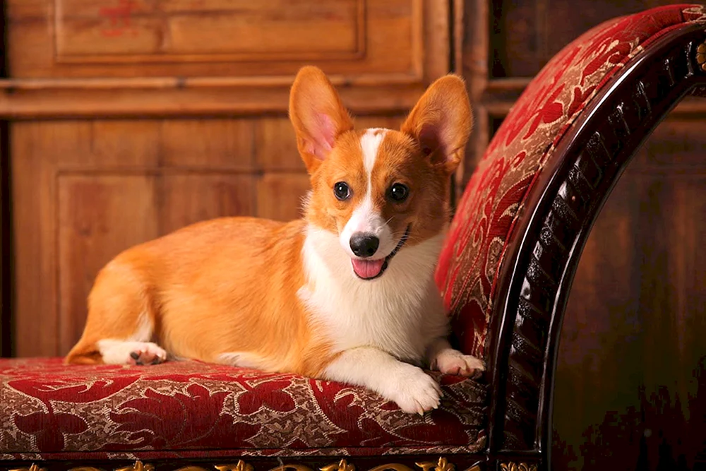 Welsh Corgi Pembroke