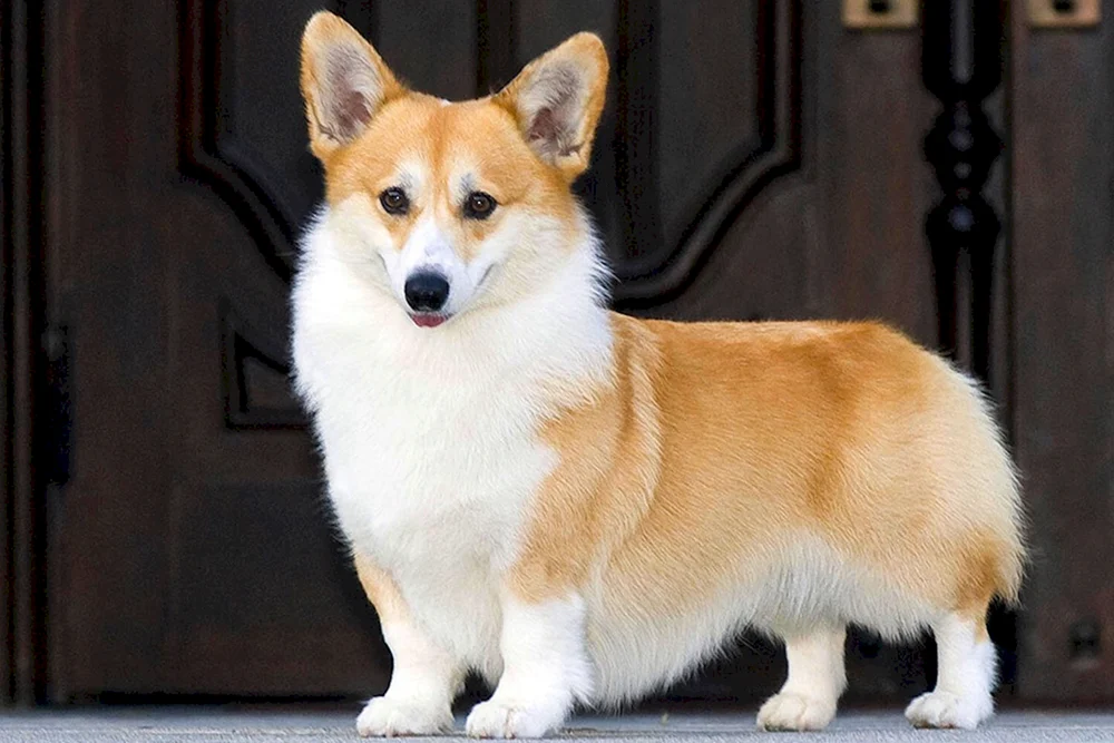 Welsh Corgi Pembroke