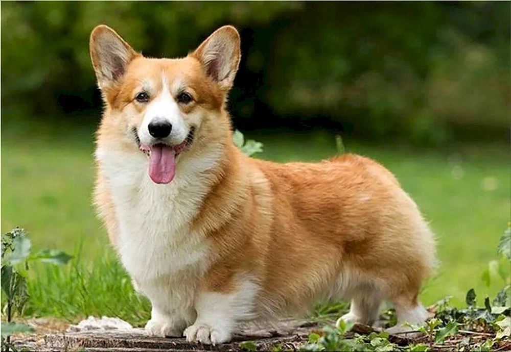 Welsh Corgi