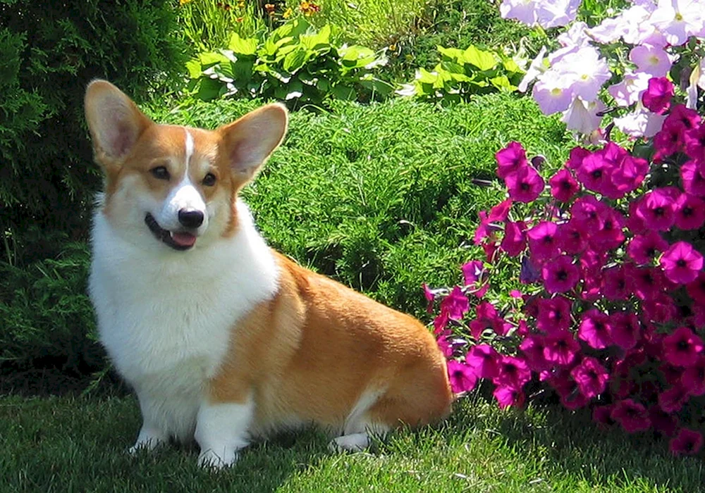 Welsh Retriever Corgi