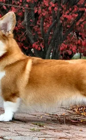 Welsh Corgi Pembroke