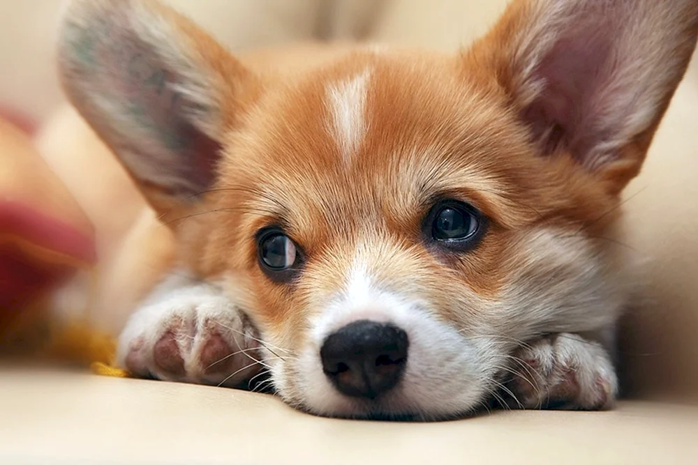 Welsh- Corgi Pembroke