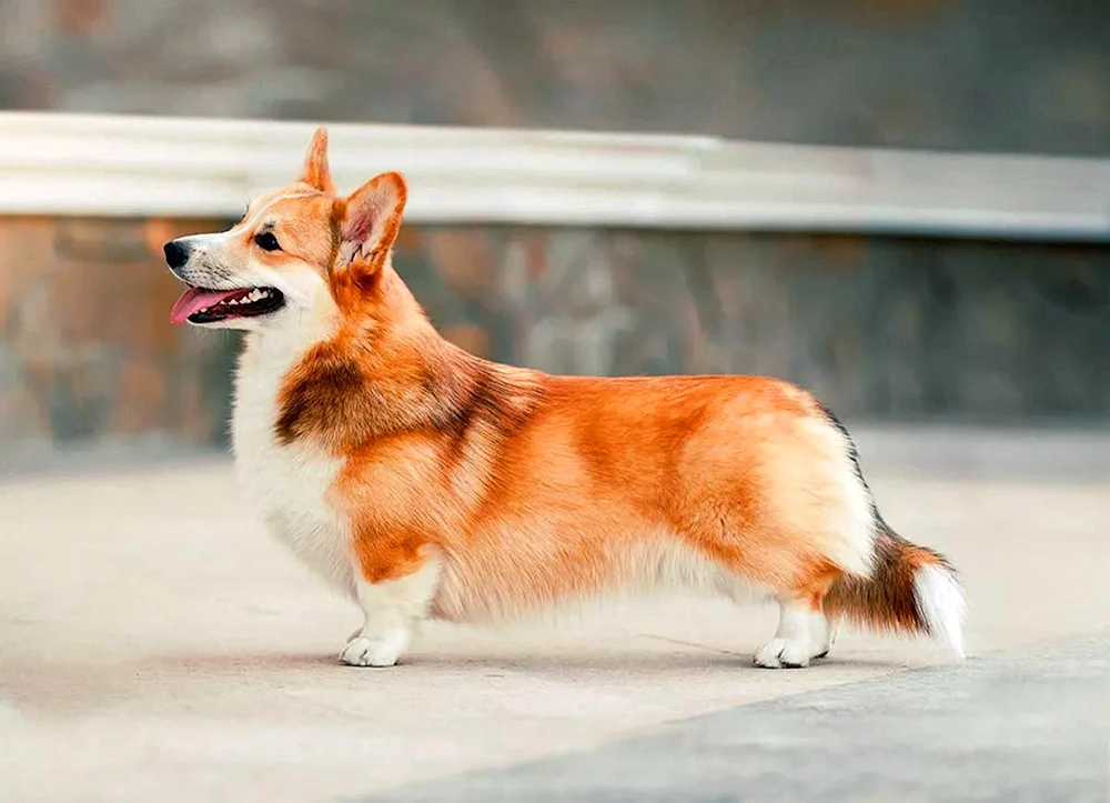 Welsh Corgi Pembroke