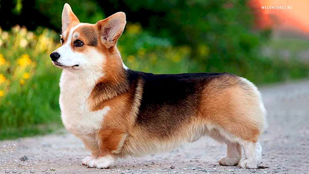 Welsh Corgi Hund
