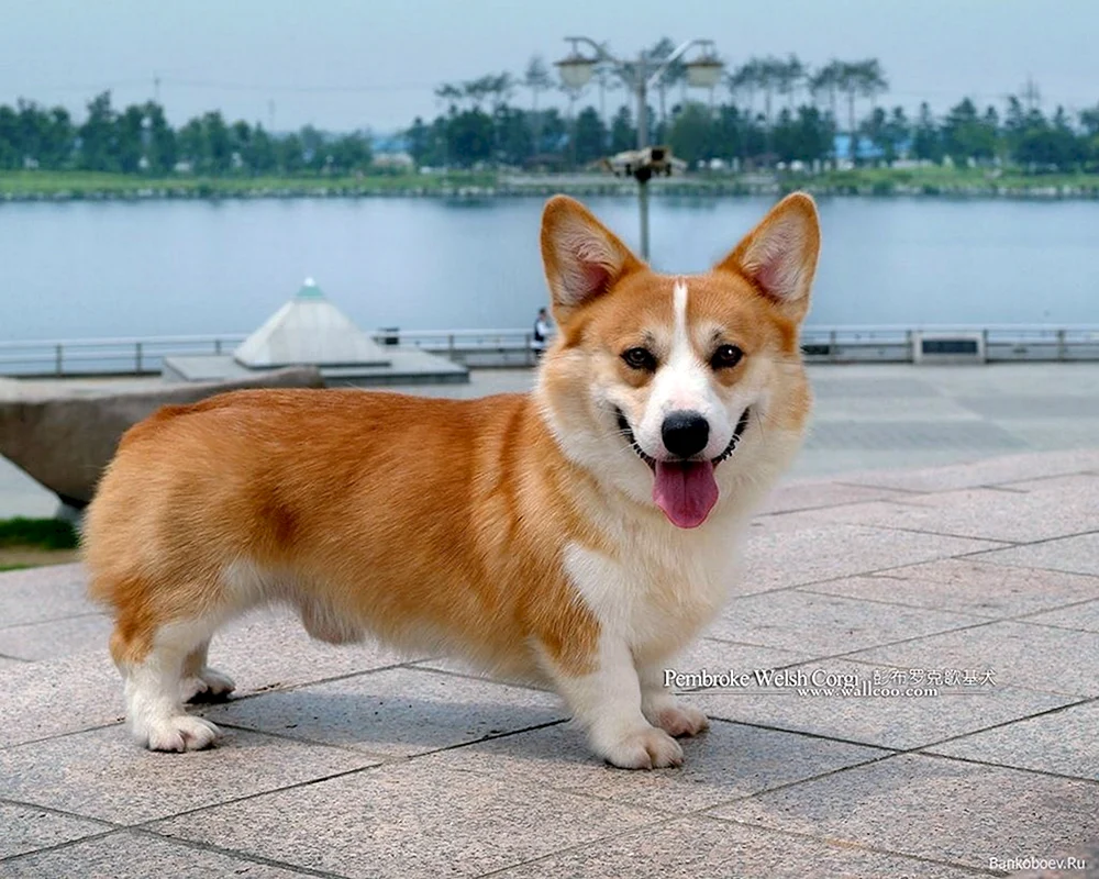 Welsh Corgi Rasse