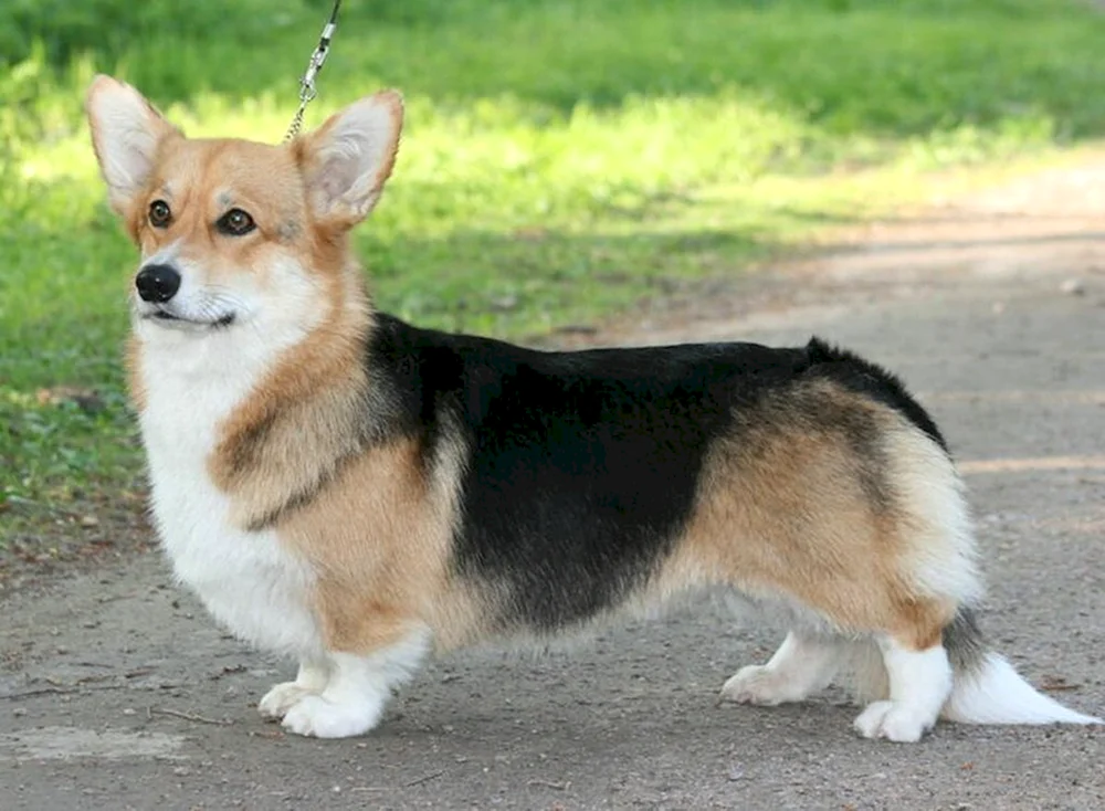 Welsh Corgi Pembroke
