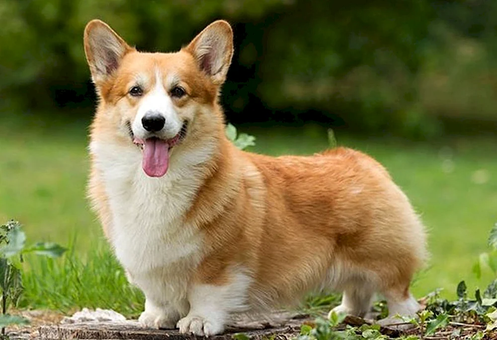 Welsh Corgi Pembroke