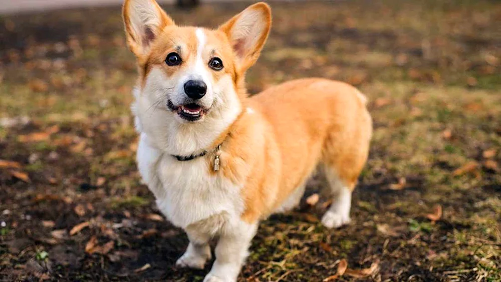 Welsh Corgi Pembroke